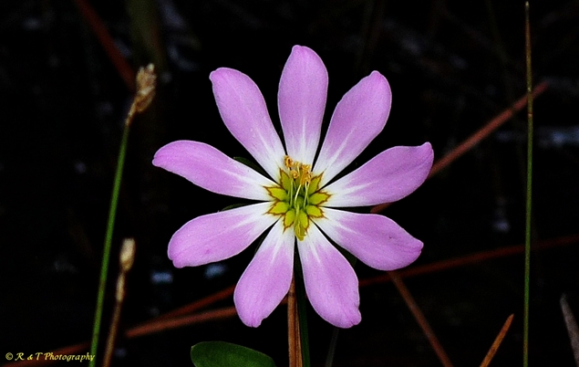 {Sabatia foliosa}